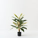Artificial Cordyline Plant 80cm Green White Pink - Pack of 2 - FLORA DESIGNS
