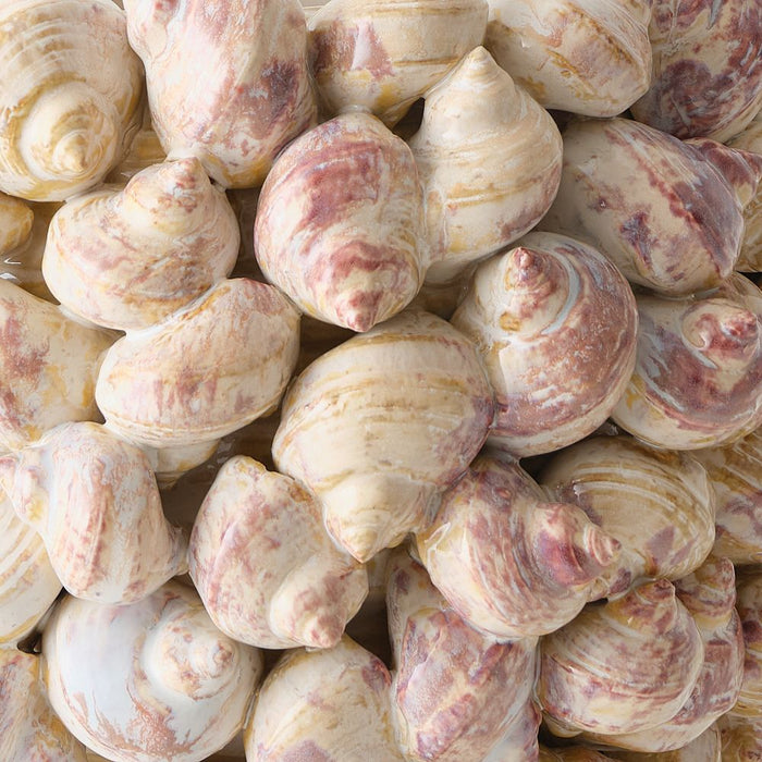 Nerea Vase 29cm Shell - FLORA DESIGNS