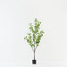Artificial Gingko Tree 183cm Green - FLORA DESIGNS