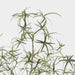 Artificial Bottle Tree 120cm Green - FLORA DESIGNS