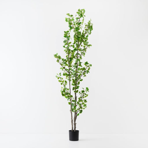 Artificial Gingko Tree 244cm Green - FLORA DESIGNS