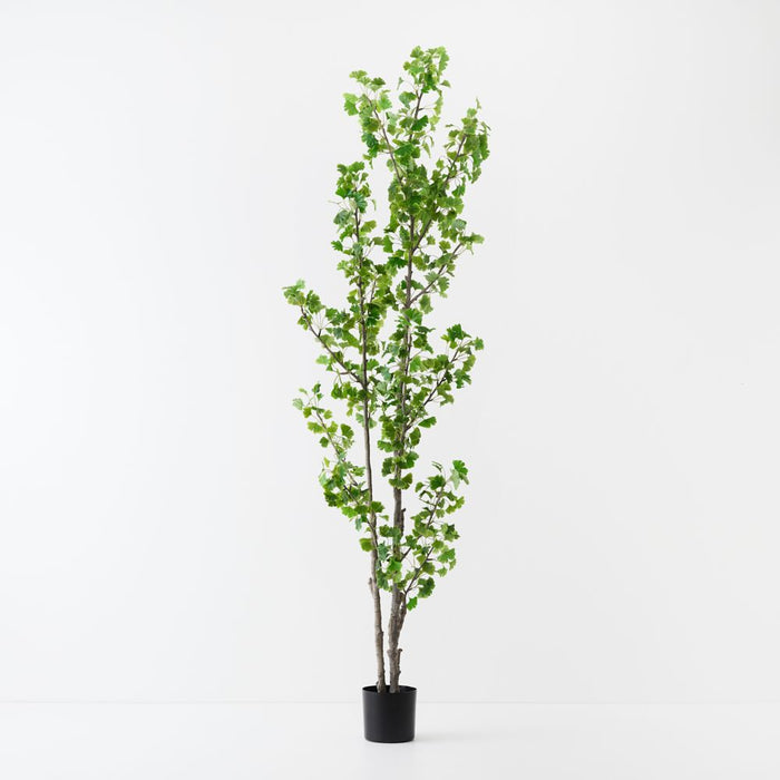 Artificial Gingko Tree 244cm Green - FLORA DESIGNS