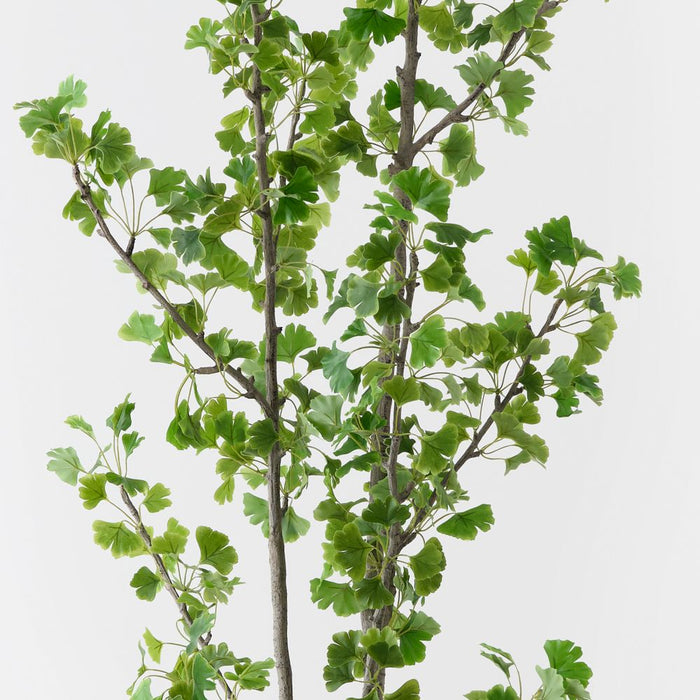Artificial Gingko Tree 244cm Green - FLORA DESIGNS