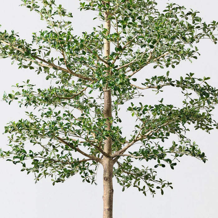 Artificial Black Olive Tree 390cm Green - FLORA DESIGNS