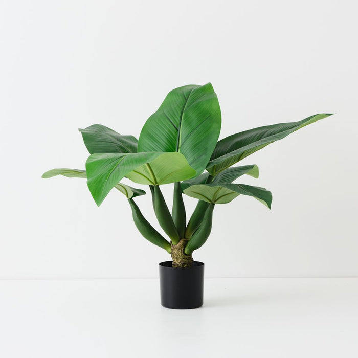 Artificial Curcuma Plant 65cm Green - Pack of 2 - FLORA DESIGNS
