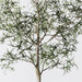 Artificial Bottle Tree 360cm Green - FLORA DESIGNS