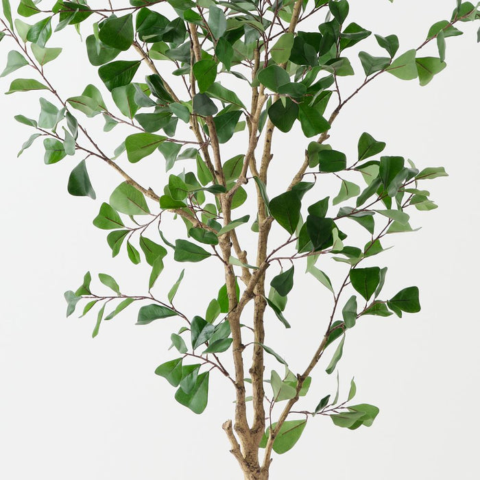 Artificial Triangular Ficus Tree 180cm Green - Pack of 2 - FLORA DESIGNS