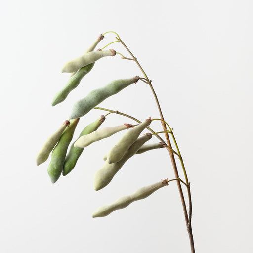 Artificial Hyacinth Bean Spray 95cm Light Green - Pack of 12 - FLORA DESIGNS