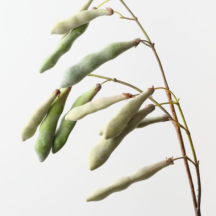 Artificial Hyacinth Bean Spray 95cm Light Green - Pack of 12 - FLORA DESIGNS