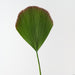 Artificial Fan Palm 95cm Green - Pack of 12 - FLORA DESIGNS