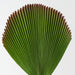 Artificial Fan Palm 95cm Green - Pack of 12 - FLORA DESIGNS