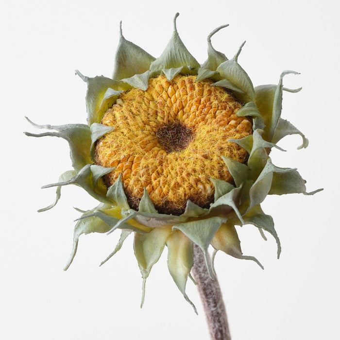 Artificial Sunflower Core 60cm Yellow Green - Pack of 12 - FLORA DESIGNS