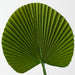 Artificial Fan Palm 54cm Green - Pack of 12 - FLORA DESIGNS