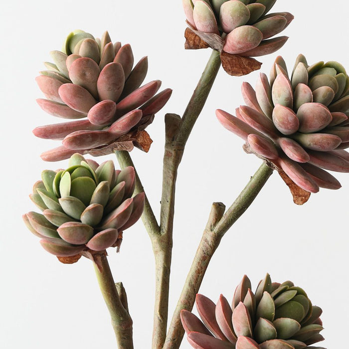 Artificial Echeveria Pick 45cm Pink Green - FLORA DESIGNS