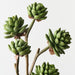 Artificial Echeveria Pick 45cm Green - Pack of 12 - FLORA DESIGNS
