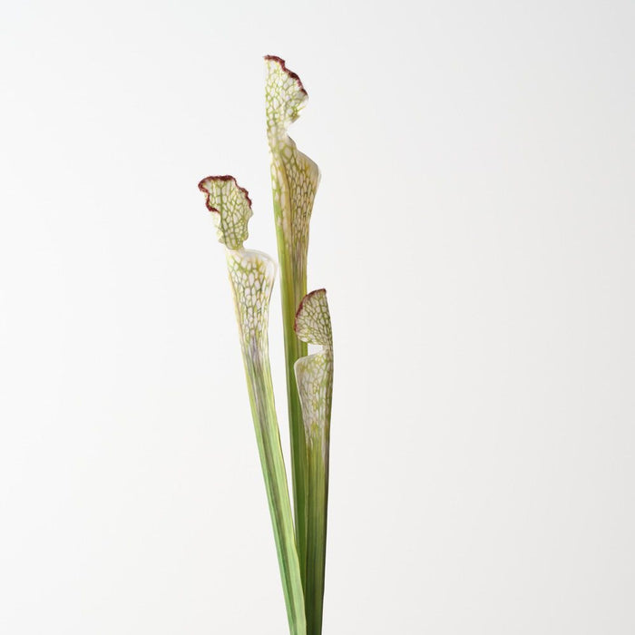 Artificial Pitcher Plant Spray 63cm Green Cream - Pack of 12 - FLORA DESIGNS