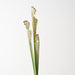 Artificial Pitcher Plant Spray 63cm Green Cream - Pack of 12 - FLORA DESIGNS