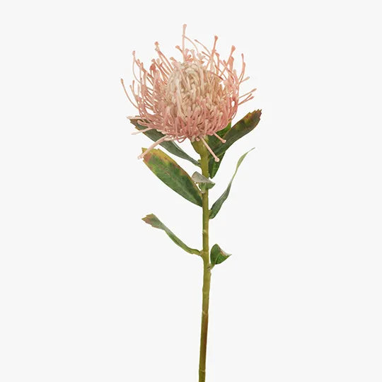 Protea Leucospermum Light Pink 63cm - Pack of 12