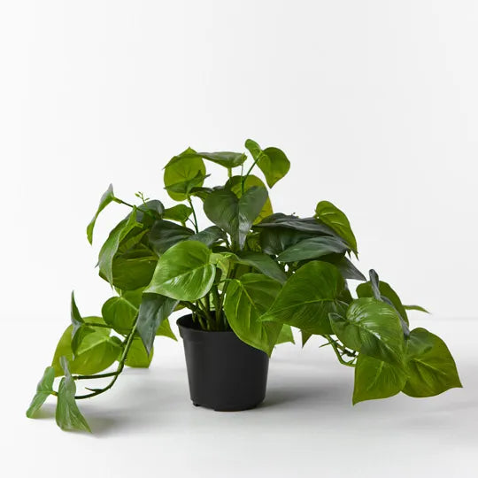 Philodendron Hanging Bush in Pot Green 30cm - Pack of 4