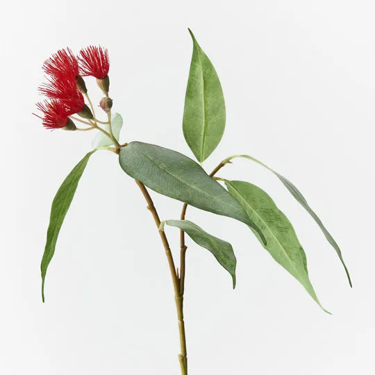 Eucalyptus Flowering Red  53cm - Pack of 12