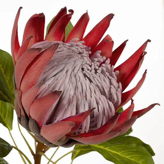 Protea King Fuschia 72cm - Pack of 6