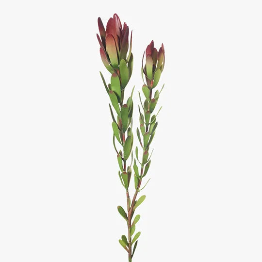 Protea Leucadendron Burgundy Green 81cm - Pack of 12