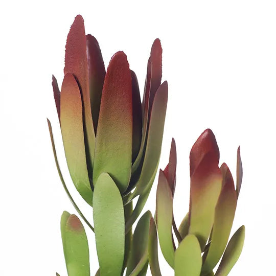 Protea Leucadendron Burgundy Green 81cm - Pack of 12