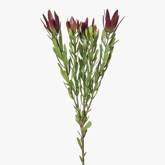 Protea Leucadendron Burgundy Green 82cm - Pack of 12