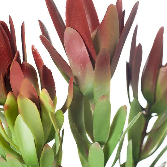 Protea Leucadendron Burgundy Green 82cm - Pack of 12