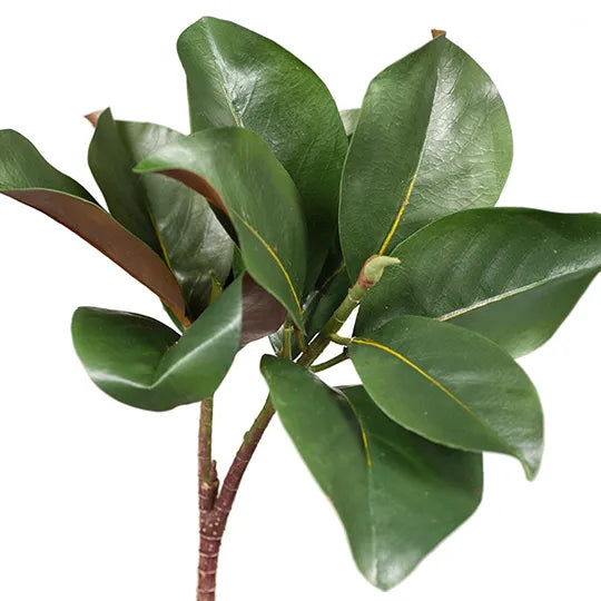 Magnolia Leaf Spray Green 83cm - Pack of 12