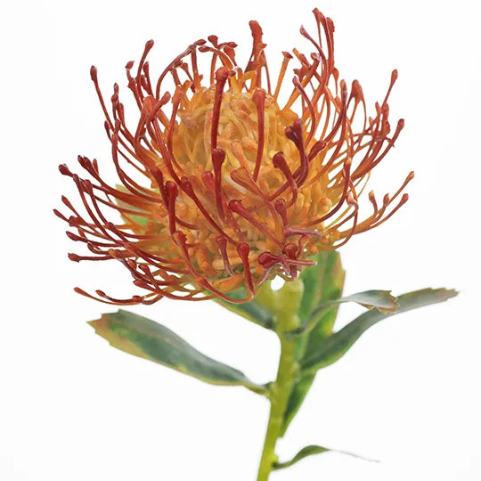 Protea Leucospermum Burnt Orange 63cm - Pack of 12