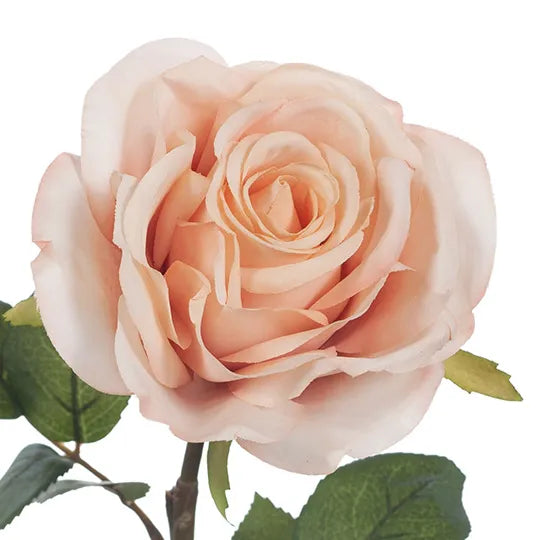 Rose Charlotte Light Pink 63cm - Pack of 12