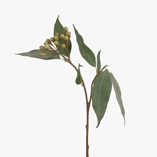 Eucalyptus Seed Spray Grey Green 50cm - Pack of 12