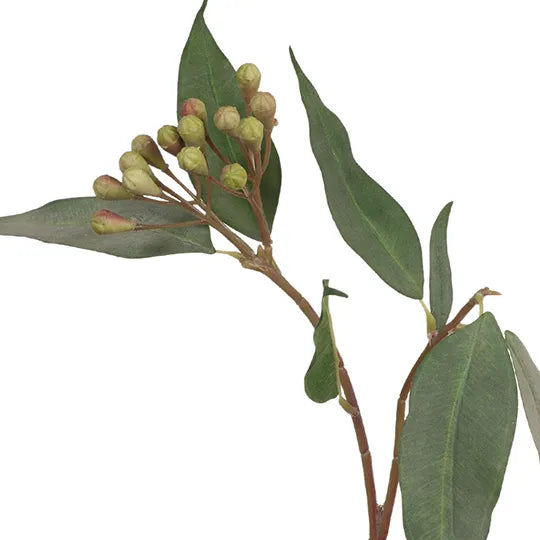 Eucalyptus Seed Spray Grey Green 50cm - Pack of 12