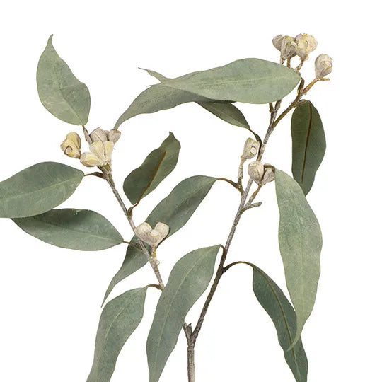 Eucalyptus Tetragona Spray Grey 64cm - Pack of 12
