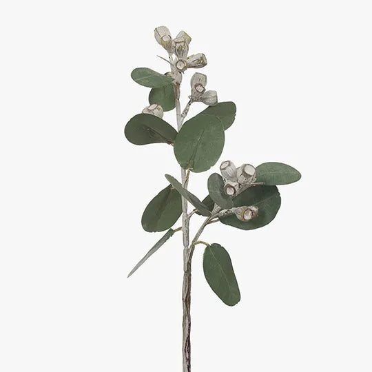 Eucalyptus Tetragona White Green 41cm - Pack of 24
