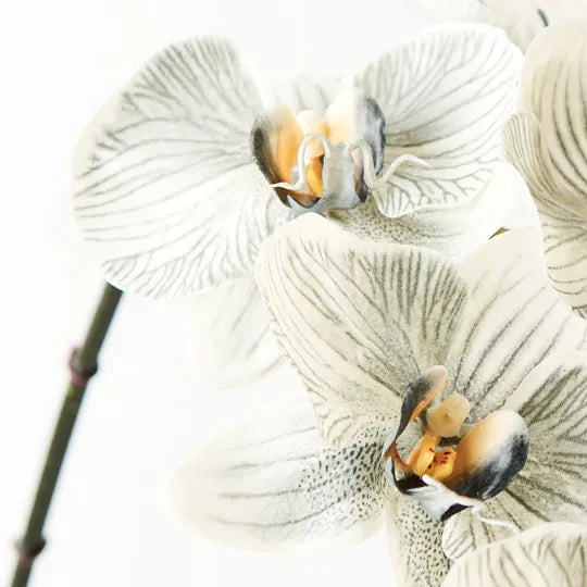 Orchid Phalaenopsis Infused Grey Set of 12