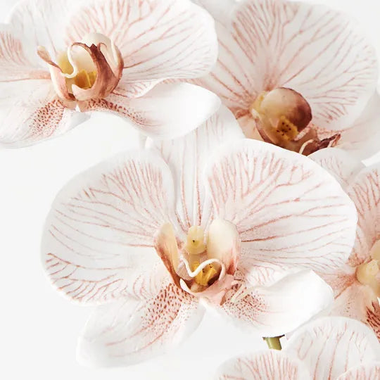 Orchid Phalaenopsis Infused Latte Set of 12