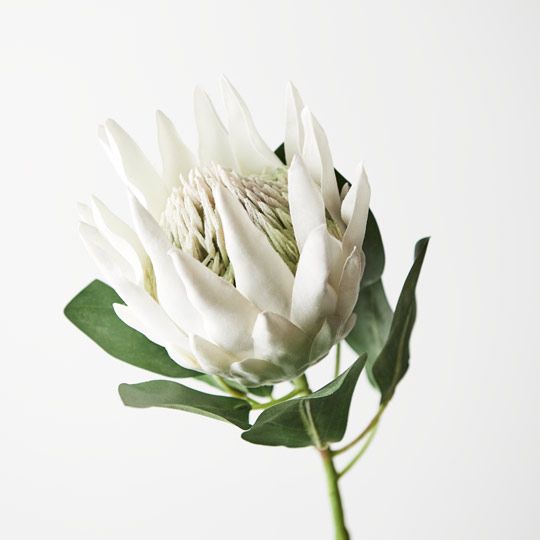 Protea King 73cm Pack of 12