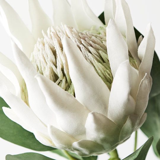 Protea King 73cm Pack of 12