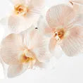 Orchid Phalaenopsis Infused Apricot Cream Set of 12