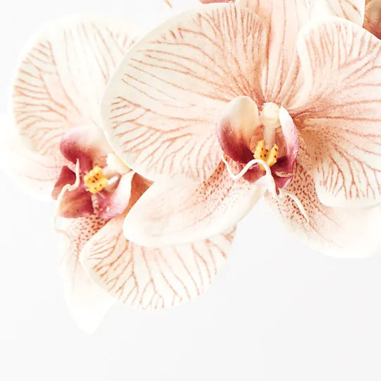 Orchid Phalaenopsis Infused Mocha Set of 12