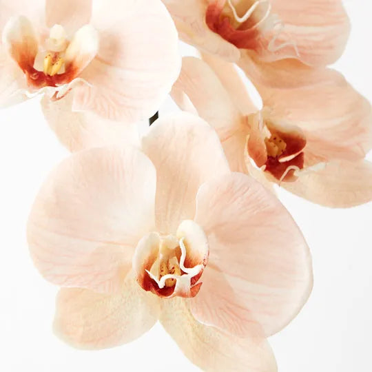 Orchid Phalaenopsis Infused Salmon Set of 12