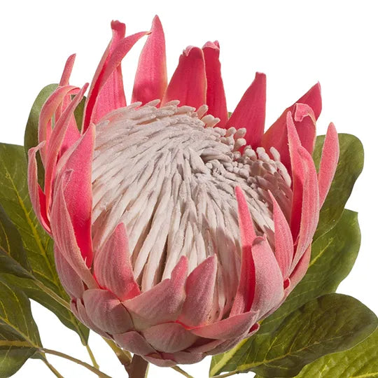 Protea King Pink 72cm - Pack of 6