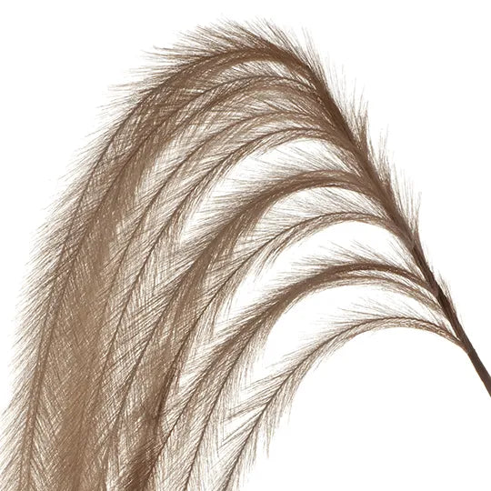 Pampas Grass Hanging Coffee 126cm - Pack of 12