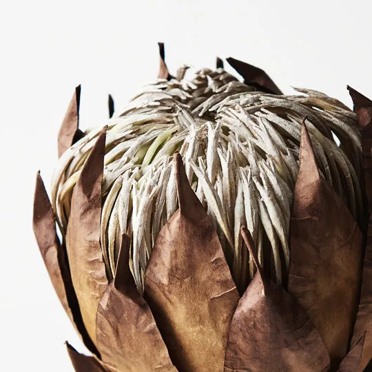 Protea King Brown 54cm - Pack of 12