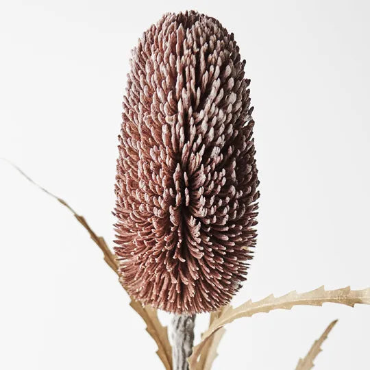Banksia Sawtooth Chocolate Brown 71cm - Pack of 12