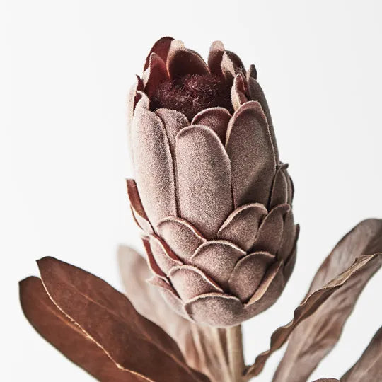 Protea Brown 69cm - Pack of 12