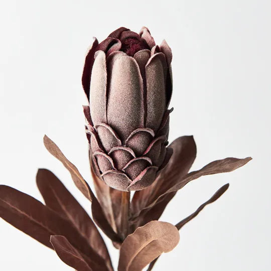 Protea Chocolate Brown 69cm - Pack of 12