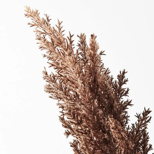Plume Grass w/leaf Chocolate Brown 83cm - Pack of 12